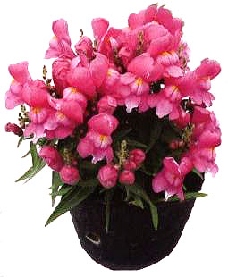 �ۼtɫ���~��