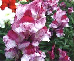 ��ɫ���~��