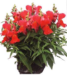 ɺ���tɫ���~��