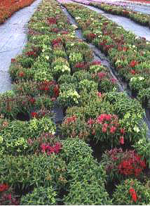 Ԫ�����gʢ�_�Ľ��~��