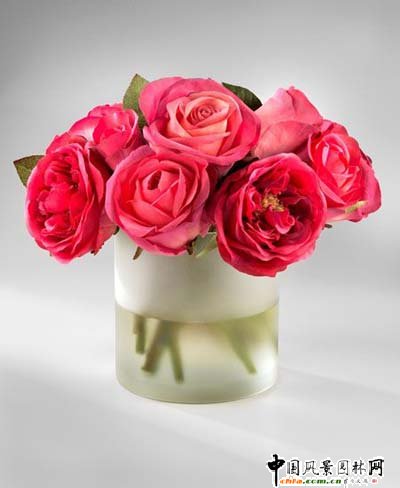 �p�����R �������廨���(�M�D)