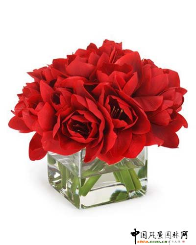 �p�����R �������廨���(�M�D)