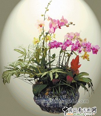 �p�����R �������廨���(�M�D)