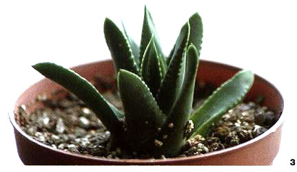 3���c���Q