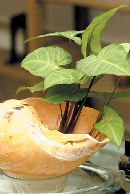 �҃�(n��i)ֲ���B(y��ng)�������