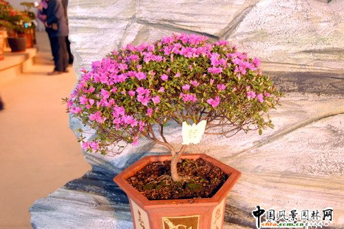 ���ڈ@���@���N����չ(�M�D)