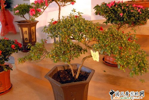 ���ڈ@���@���N����չ(�M�D)