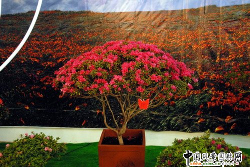 ���ڈ@���@���N����չ(�M�D)