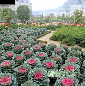 ���¸��{(l��n)