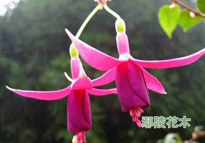 ���ܺû��ʡ�����֭��