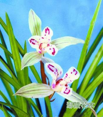 ���m��Ʒ������Ц��