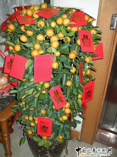 ����(ji��)�껨�D(zhu��n)�\(y��n)(�M�D)