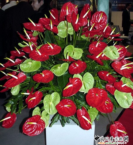 ����(ji��)�껨�D(zhu��n)�\(y��n)(�M�D)