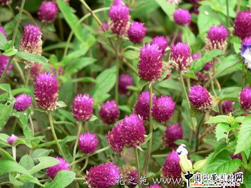 ����(ji��)�껨�D�\(�M�D)