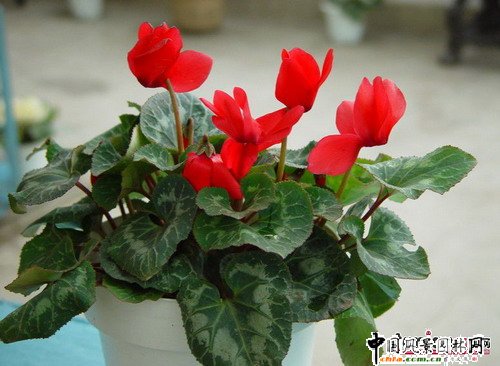 ����(ji��)�껨�D(zhu��n)�\(y��n)(�M�D)