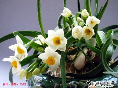 �����껨�D�\(�M�D)