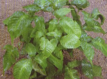 ���ϲ�ާ�~���S�M���~Ƭ���