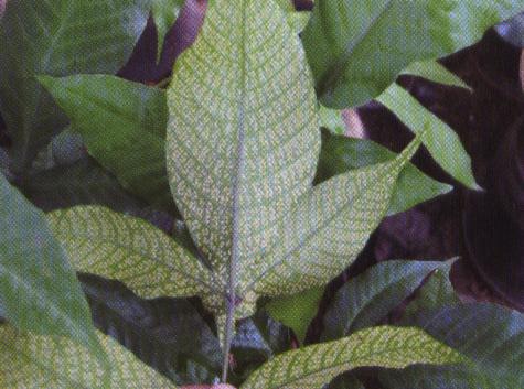 �~����δ�����������Ⱥ