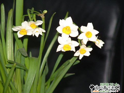 ���������ˮ�ɣ�