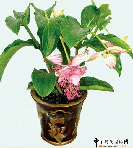 2009�������A�y--��ɏ�����߳ɱ����Ʈa��