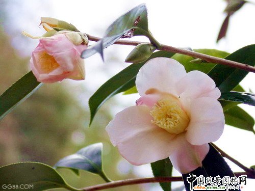 ������׃��څ�ݣ��ط���ɫ���ܻ��������������