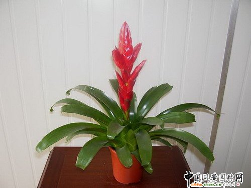 �^�p�P��Ʒ�N���p