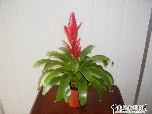 �^�p�P��Ʒ�N���p