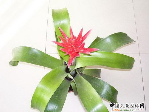 �^�p�P��Ʒ�N���p