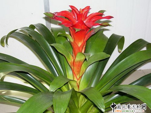 �^�p�P��Ʒ�N���p