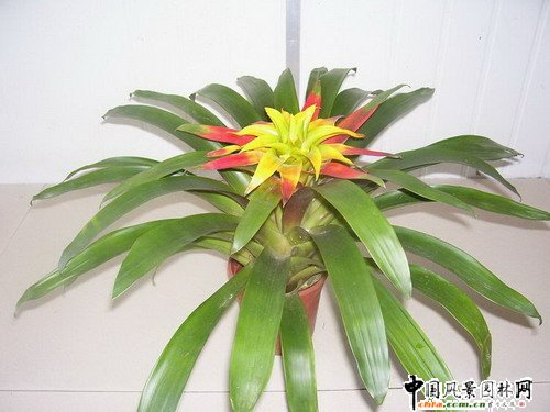 �^�p�P��Ʒ�N���p