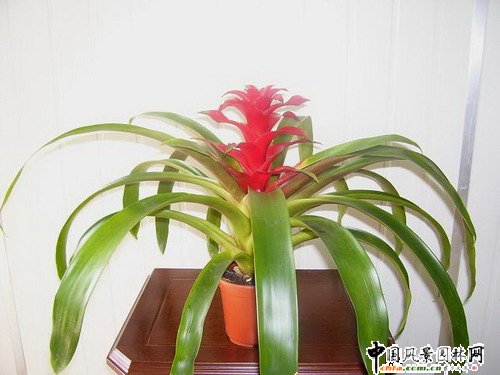 �^�p�P��Ʒ�N���p