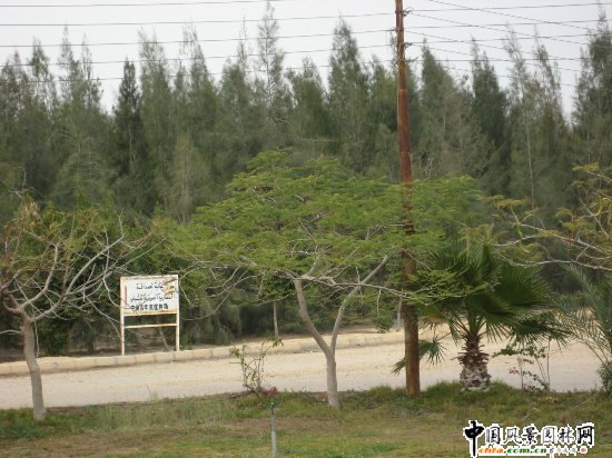 �Ї��v������ʹ�䴺�A���а��������x��ֲ��(�D)