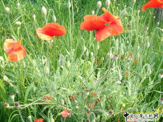 2008������|����֮�����г�ꖅ^�G�����x�؅^��Ұ���@�h���O����ʩ���Ř˶� ���I��Ұ���@һ��