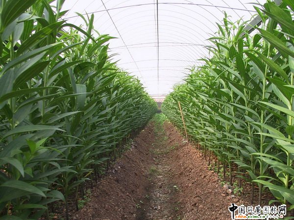 2008�������л��ܮa�Iȡ���@����Ч