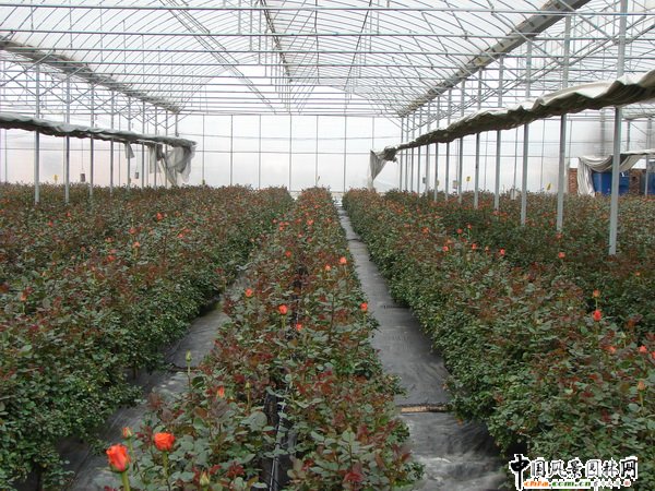 2008�������л��ܮa�Iȡ���@����Ч