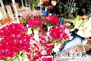 ���������������������� ������ƴ���˹�õ�彛��(�D)