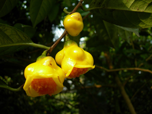 ʮ�f��ɽ������ ��ֲ������؈���`��(�D)