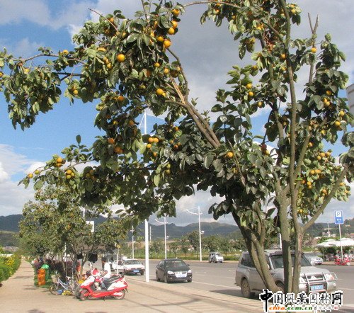 �����חl���侰�^�������Ϫ����