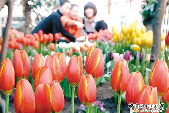 ��ꖣ������㶬�վ`��(�D)