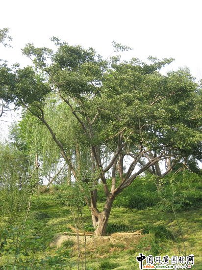 2008������|����֮���d�^�f�m����d����Ұ���@