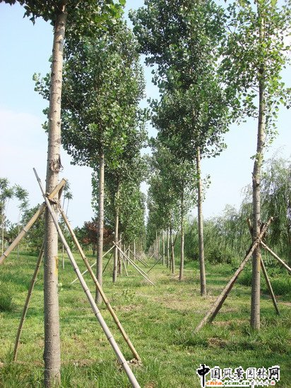 2008������|����֮���d�^�f�m����d����Ұ���@