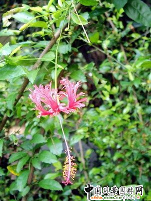 ������ɣ