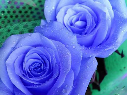 �{(l��n)õ��