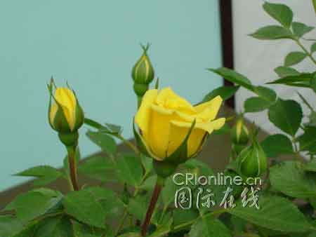 ������Ů