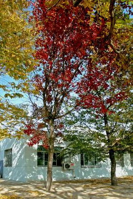 Ԫ����'���t'