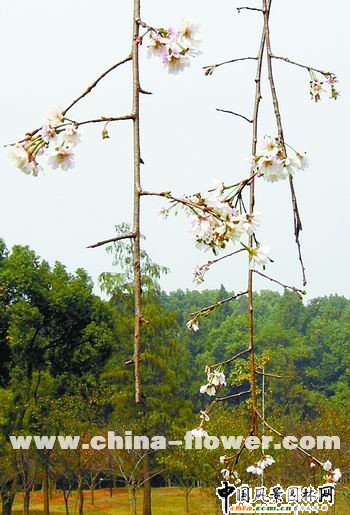 �f�f�����șѡ��F��