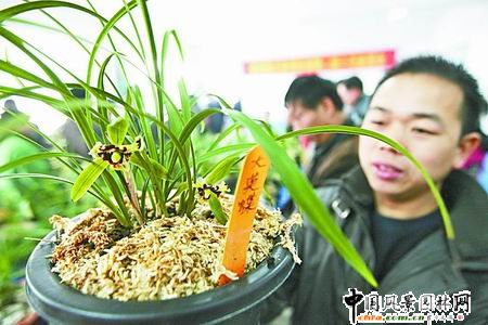 ���ݣ��m��Ʒ�N��Ӣ�������mչ(�D)