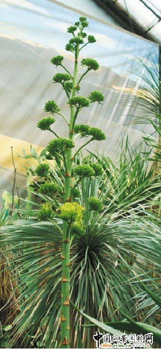 һ��ֻ�_һ�� �Ϻ�ֲ��@���������m�R�`��