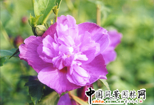 ľ��Ʒ�Nϵ��