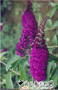 ���~��Ʒ�Nϵ��